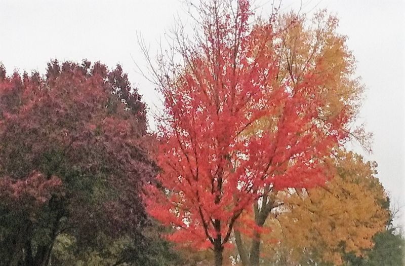 Fall is Coming